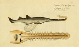 Image of Common sawfish