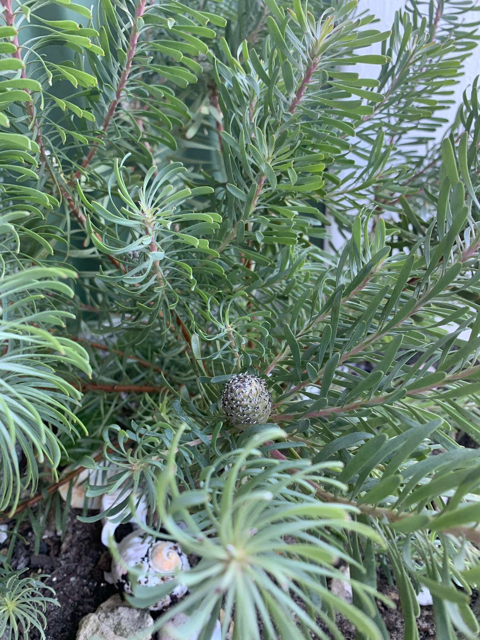 Image of Leucadendron cinereum (Sol. ex Aiton) R. Br.