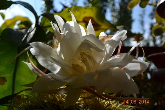 Image of Dutchman's Pipe Cactus