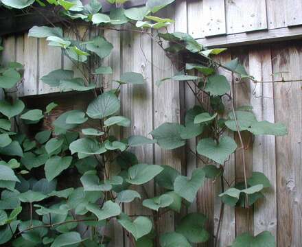 Image of crimson glory vine