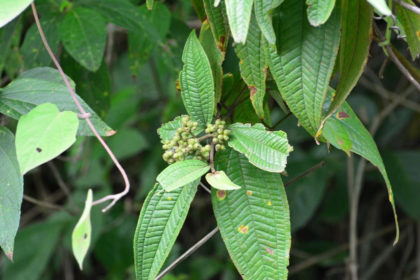 Слика од Miconia laevigata (L.) DC.