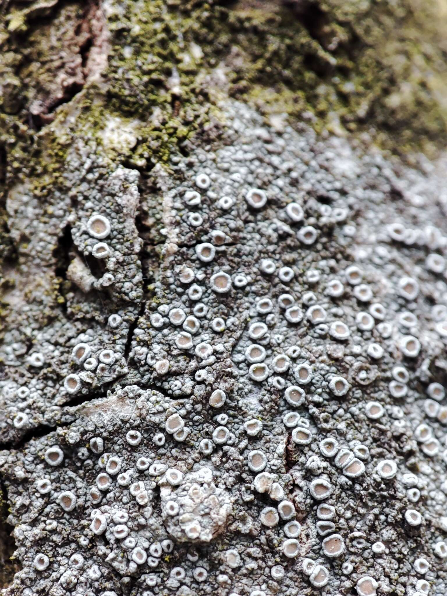 Imagem de Lecanora chlarotera Nyl.