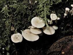 Image de Rhizocybe albida (G. Stev.) J. A. Cooper 2015