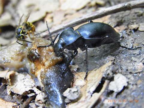 Image of Carabus (Oreocarabus) glabratus Paykull 1790