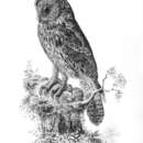 Sivun Strix davidi (Sharpe 1875) kuva