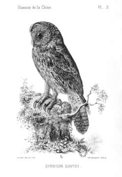 Sivun Strix davidi (Sharpe 1875) kuva
