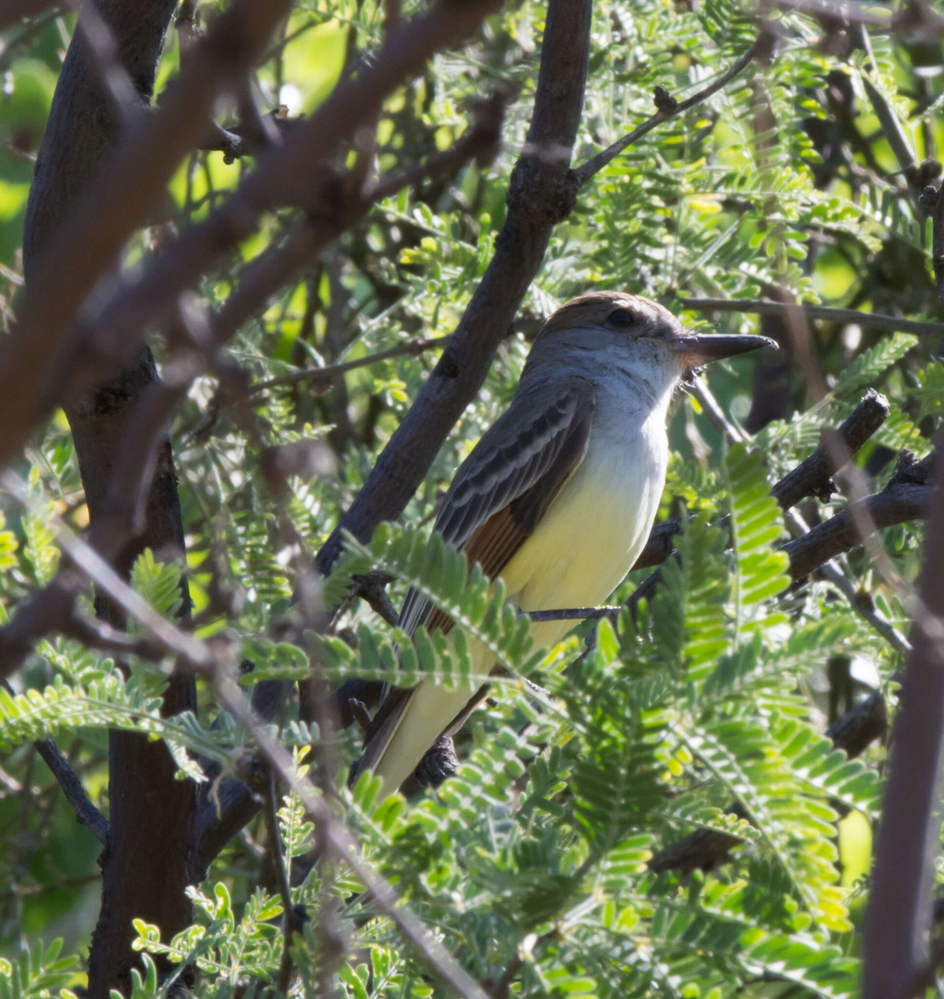 Image of Brown-crested Flycatcher