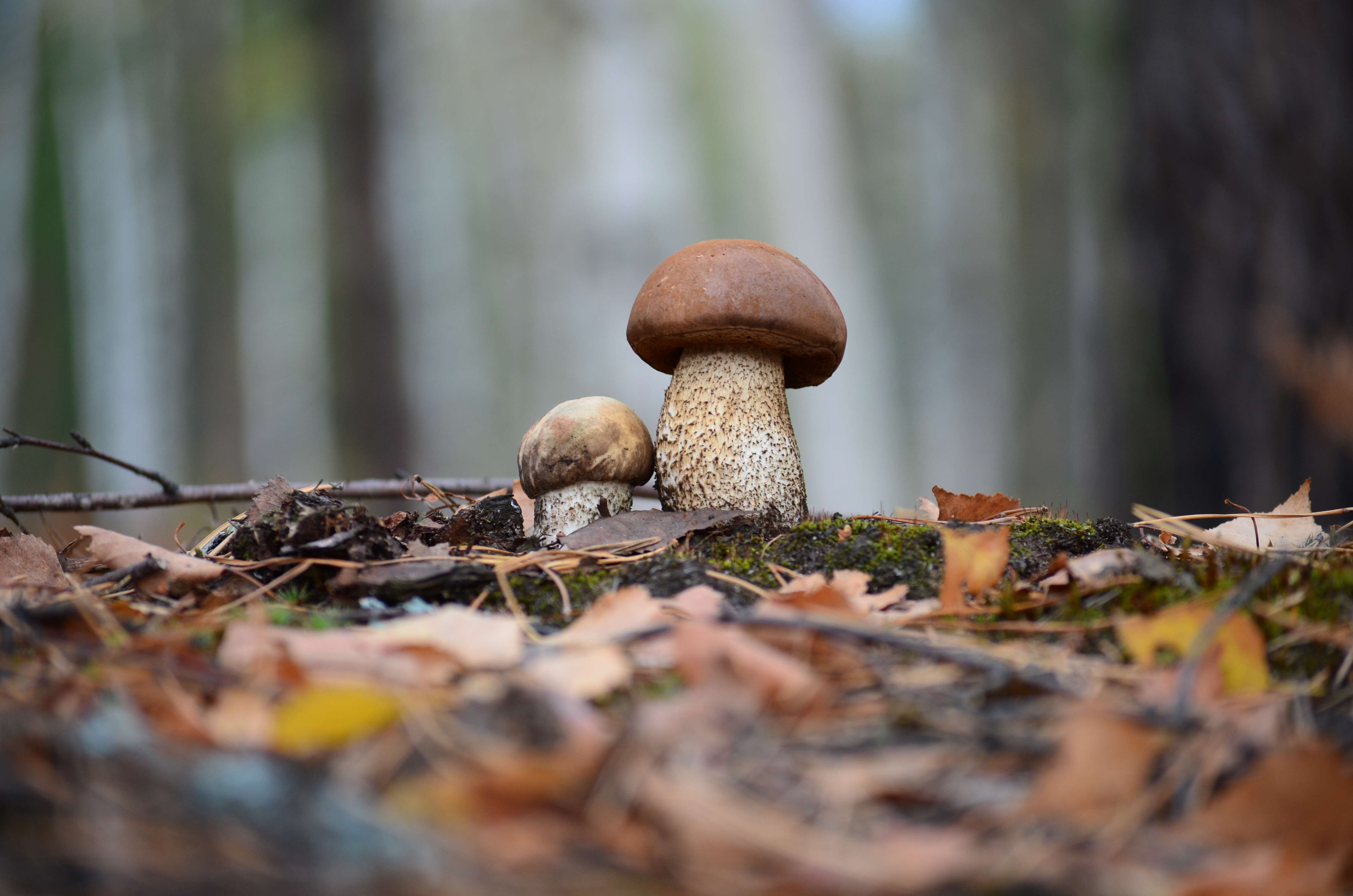 Image of Leccinum scabrum (Bull.) Gray 1821