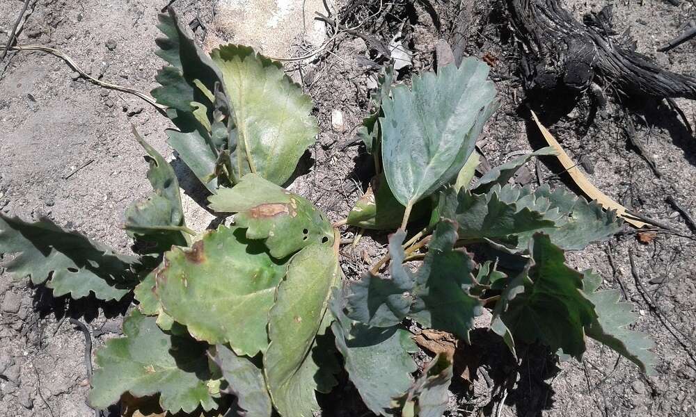 Image of Pelargonium pulverulentum Colv. ex Sweet