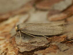 Image of Lesser Wax Moth