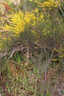 Image of spiny wattle