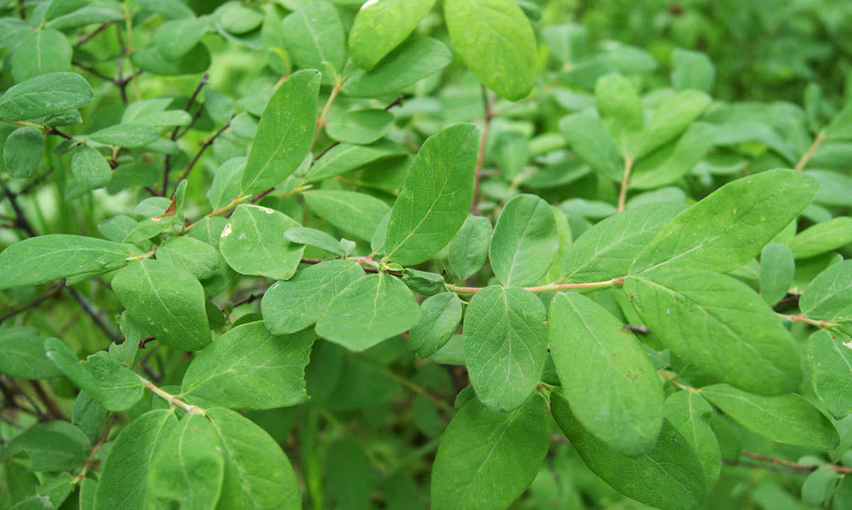 Imagem de Lonicera caerulea L.