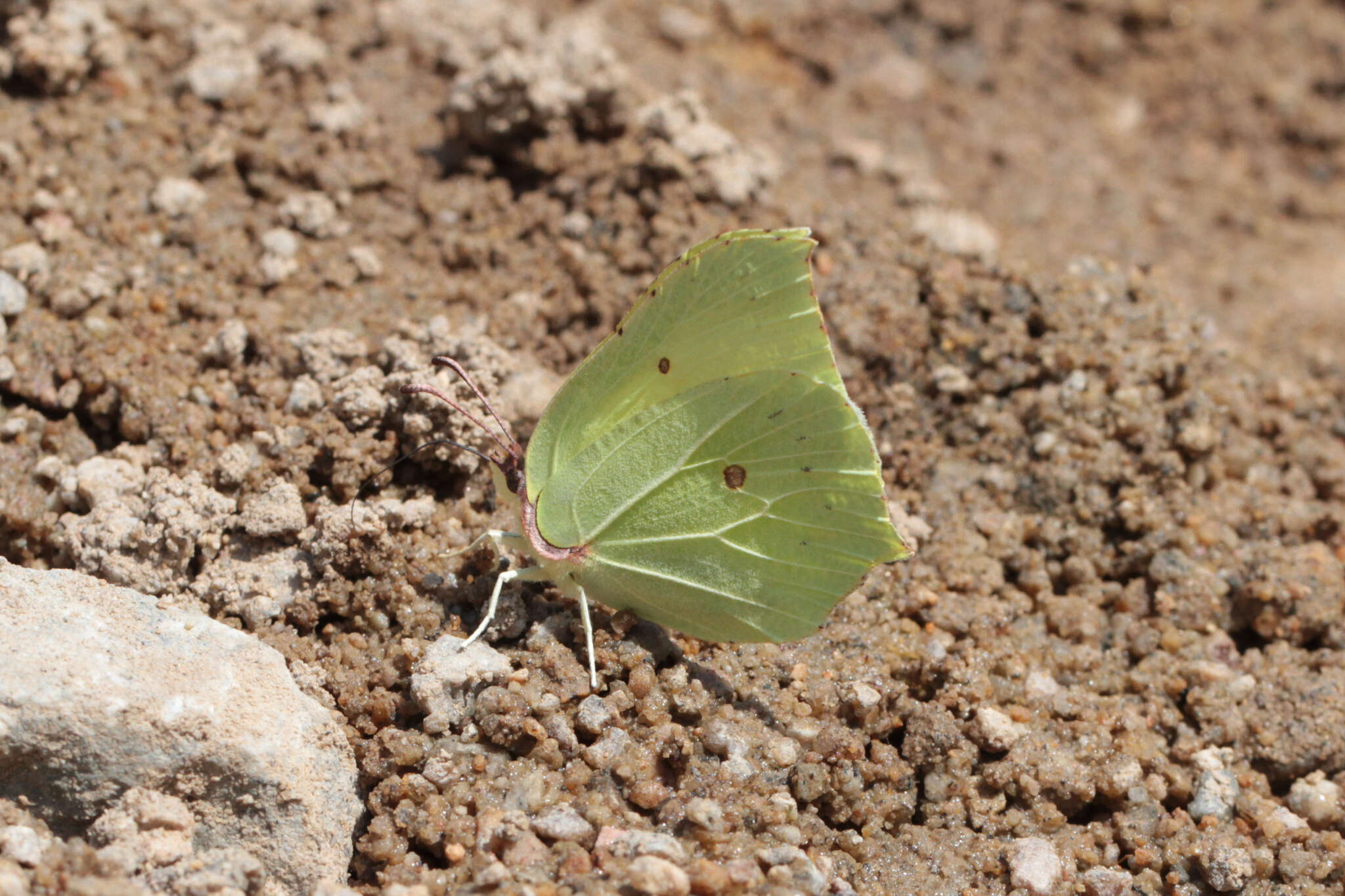 Image of brimstone