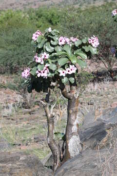 Image of Adenium obesum subsp. boehmianum (Schinz) G. D. Rowley