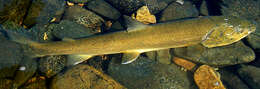 Image of Bull Trout