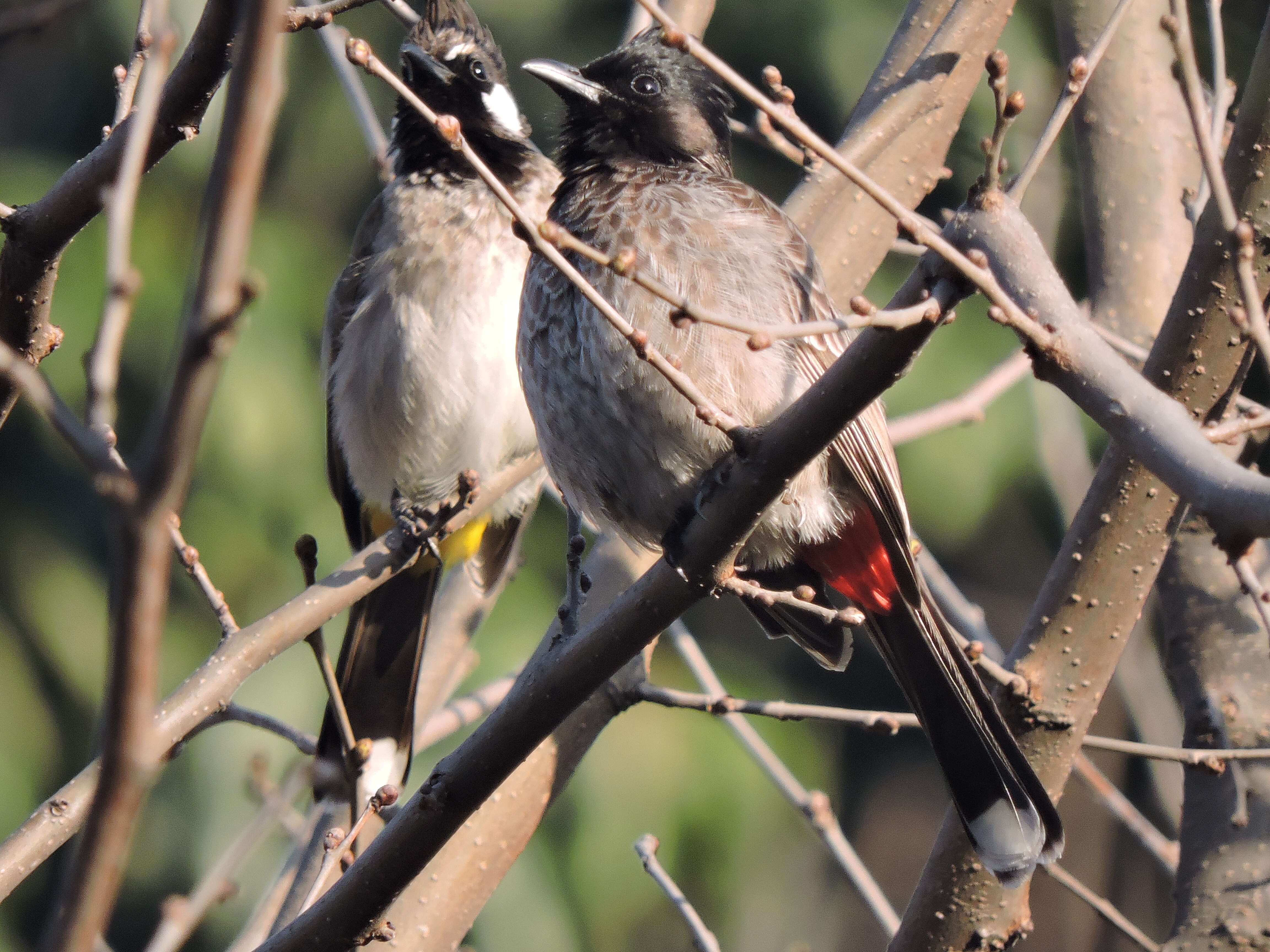 Image of Himalayan Bulbul