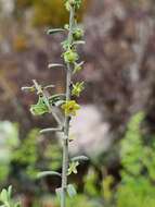 Image de Phyllanthus occidentalis J. T. Hunter & J. J. Bruhl