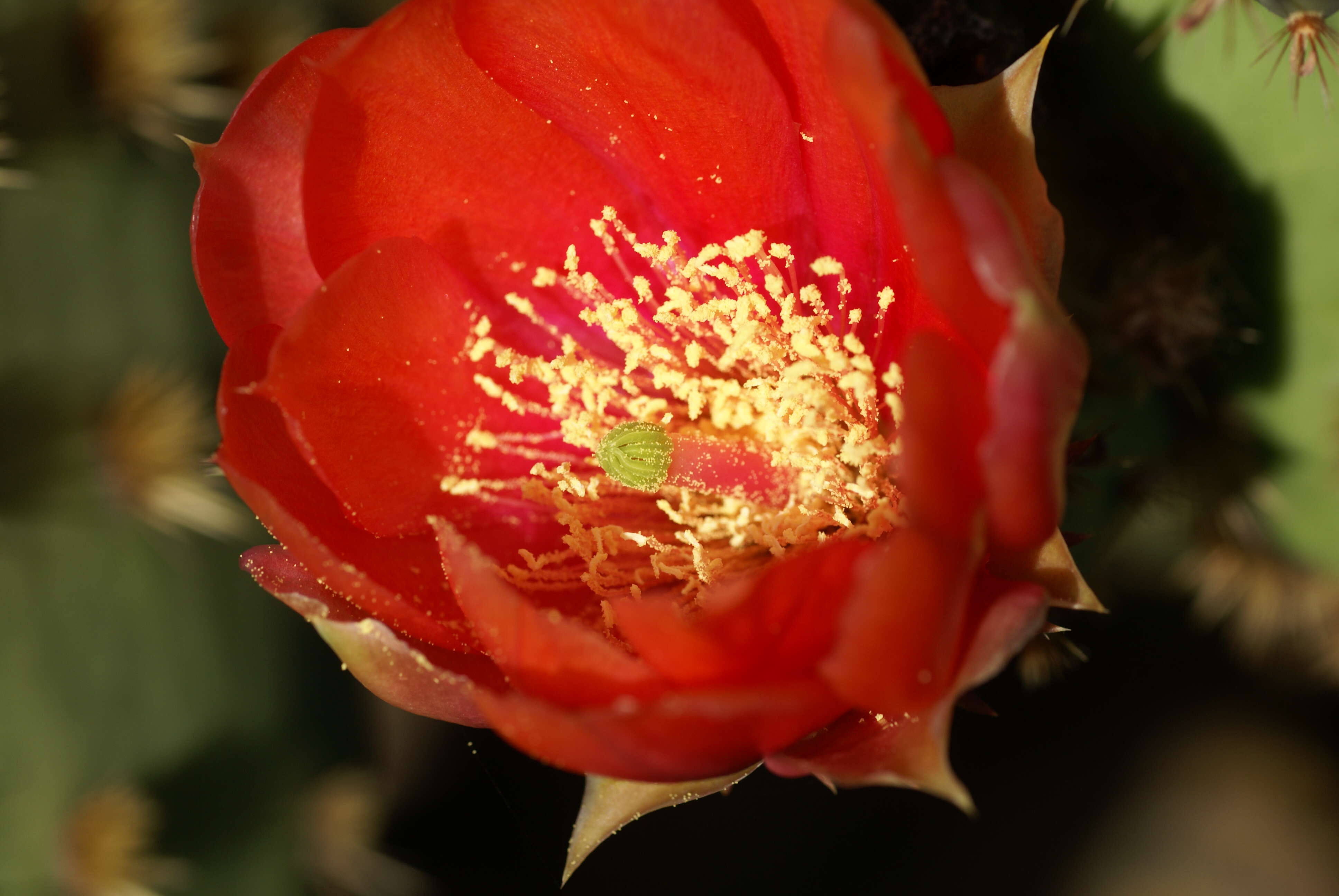 Image of chenille pricklypear