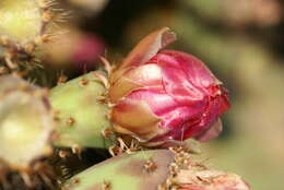 Image of chenille pricklypear