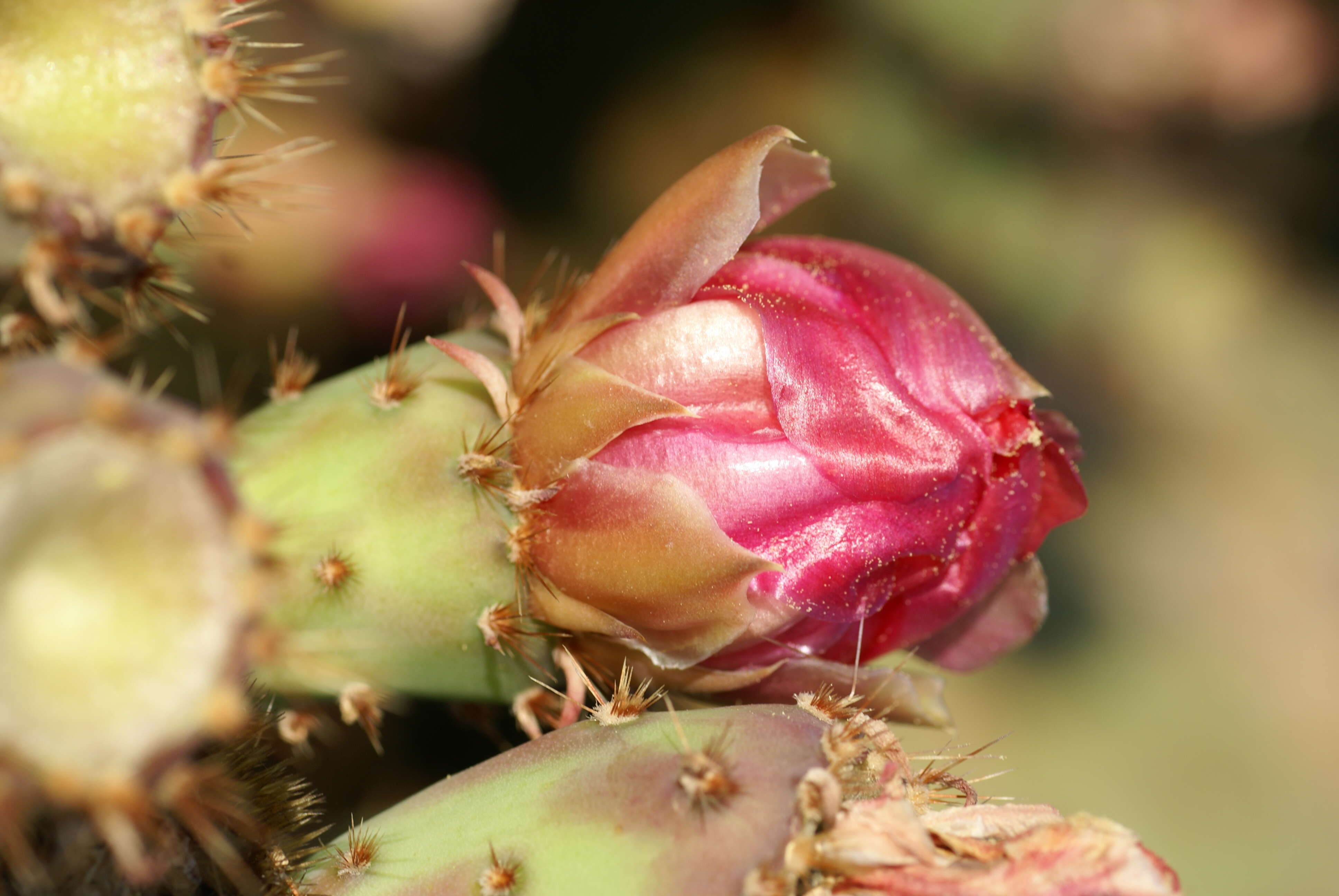 Image of chenille pricklypear