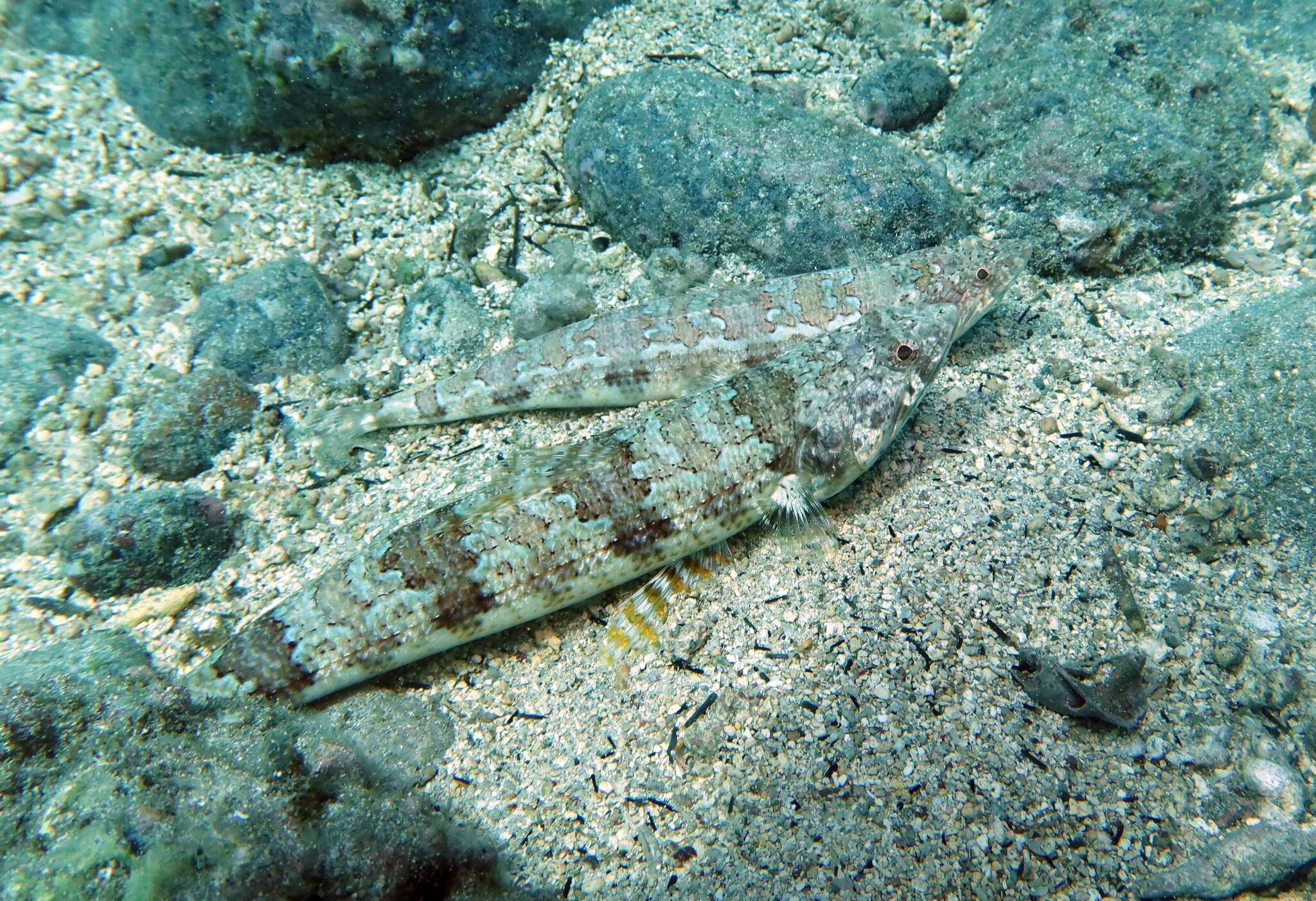 Image of Diamond Lizardfish