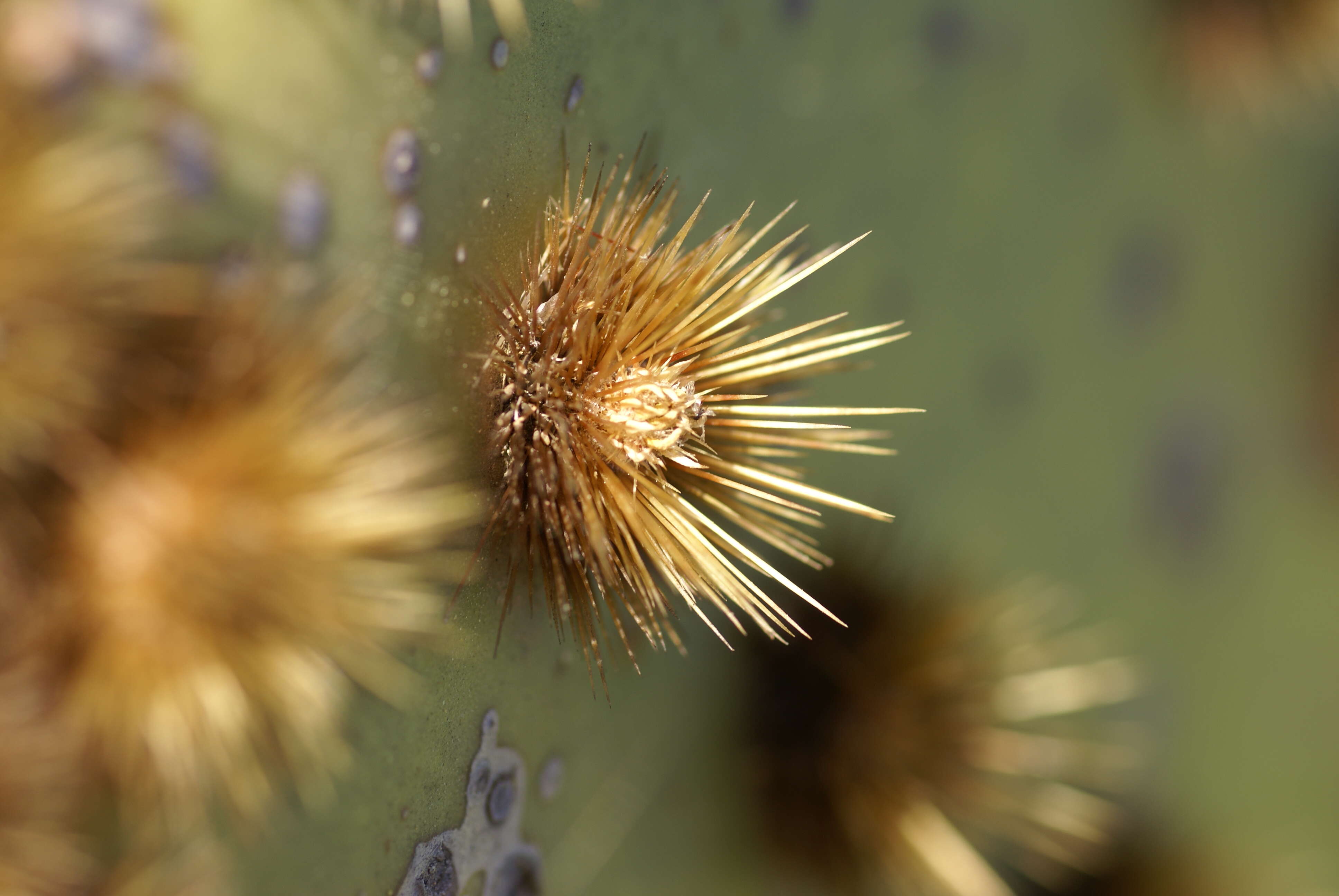 Image of chenille pricklypear