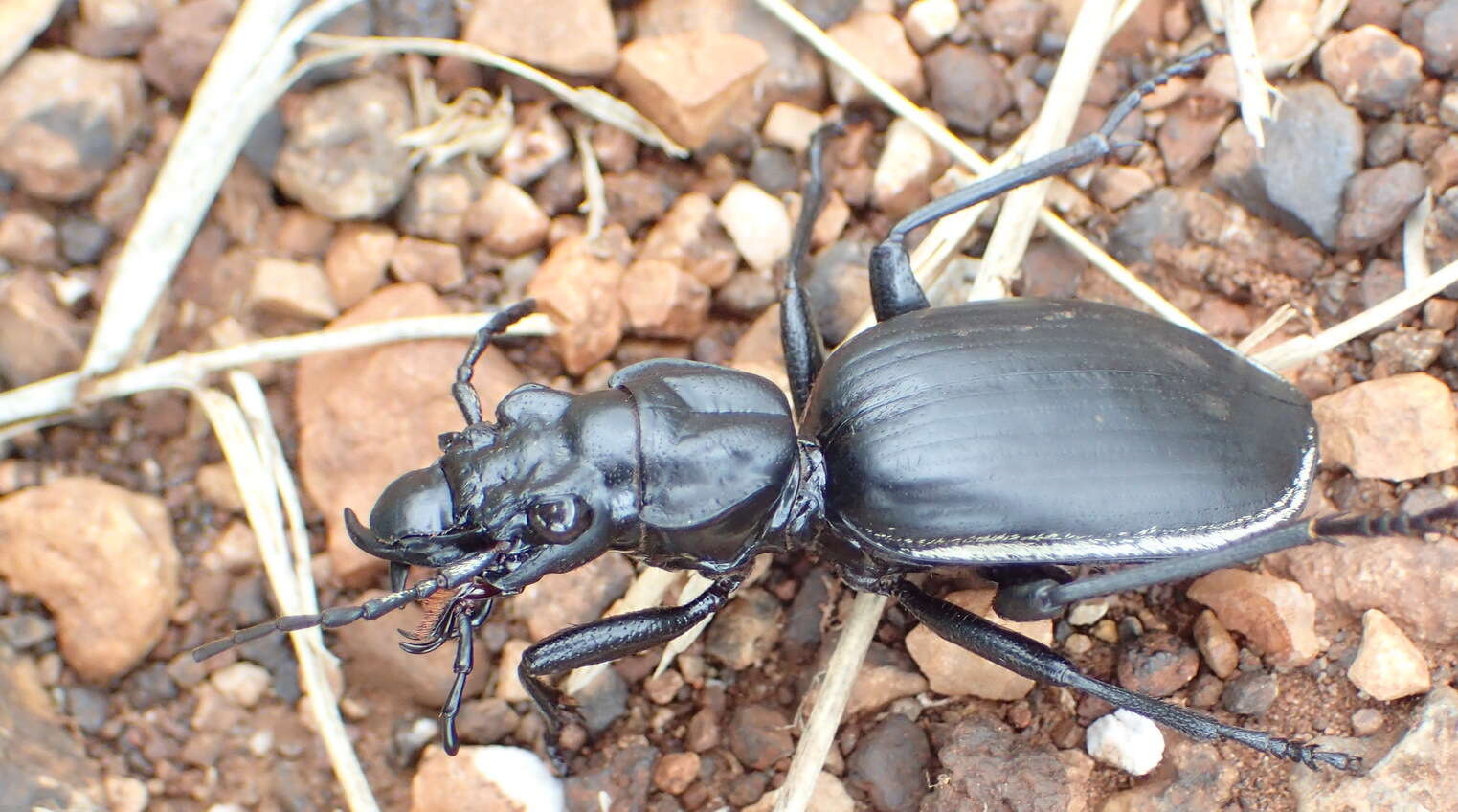 Image of Anthia (Anthia) cinctipennis Lequien 1833