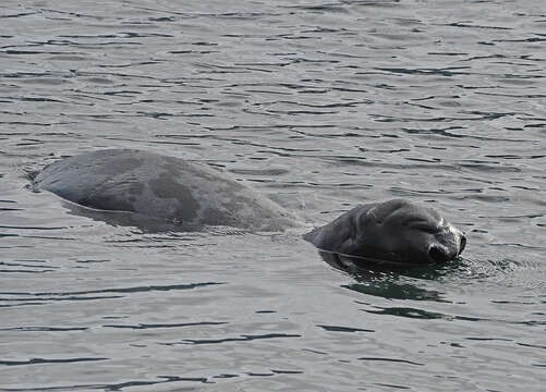 صورة Cystophora Nilsson 1820