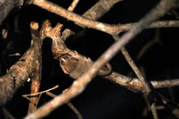 Image of Gray Mouse Lemur