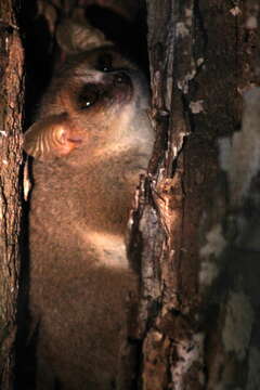 Image of Gray Mouse Lemur