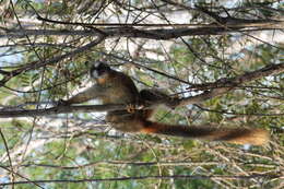 Image of Audebert's Brown Lemur