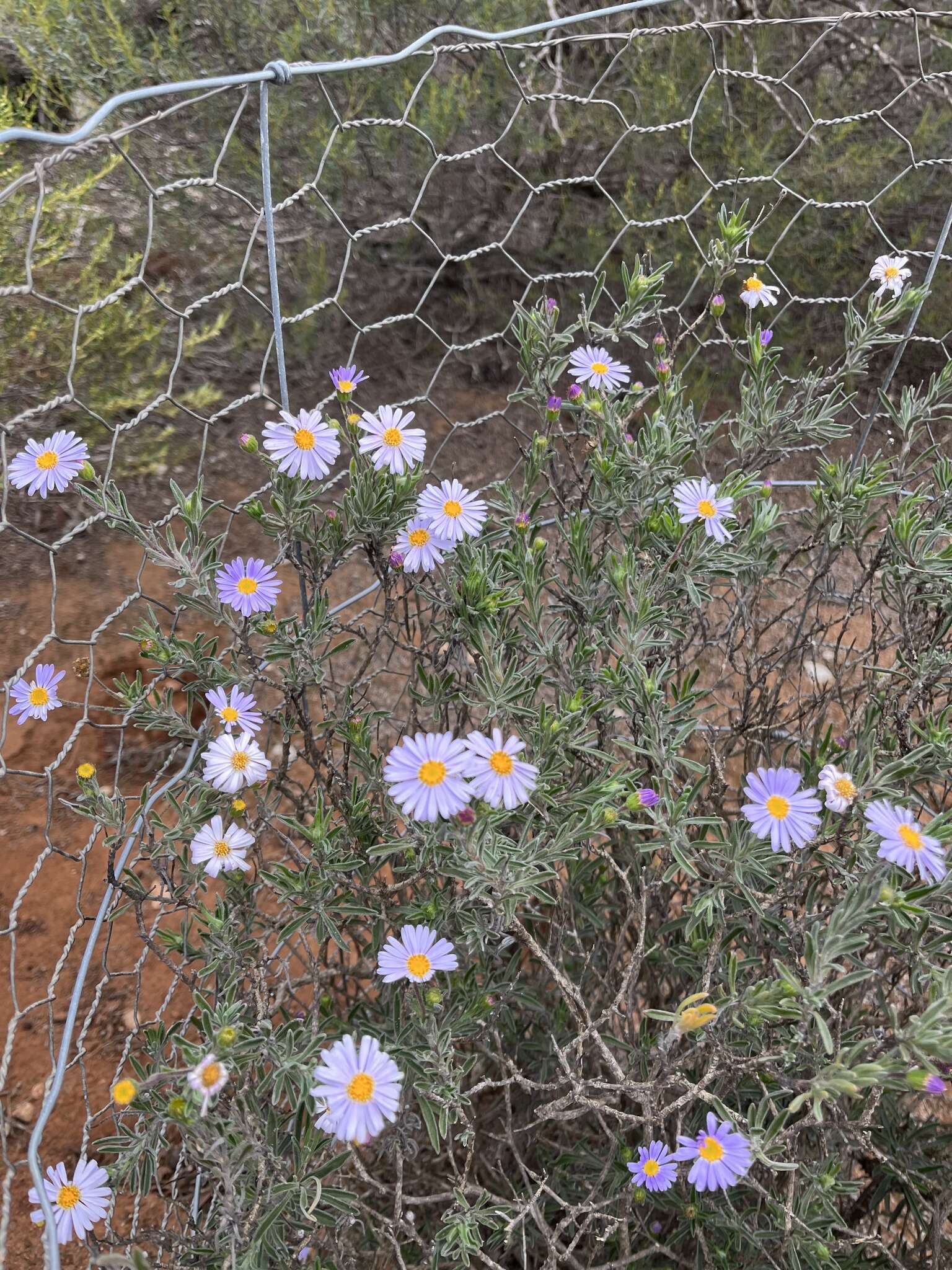 Image of Olearia picridifolia (F. Müll.) Benth.