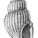 Image of Daphnella evergestis Melvill & Standen 1901