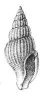 Image of Daphnella evergestis Melvill & Standen 1901