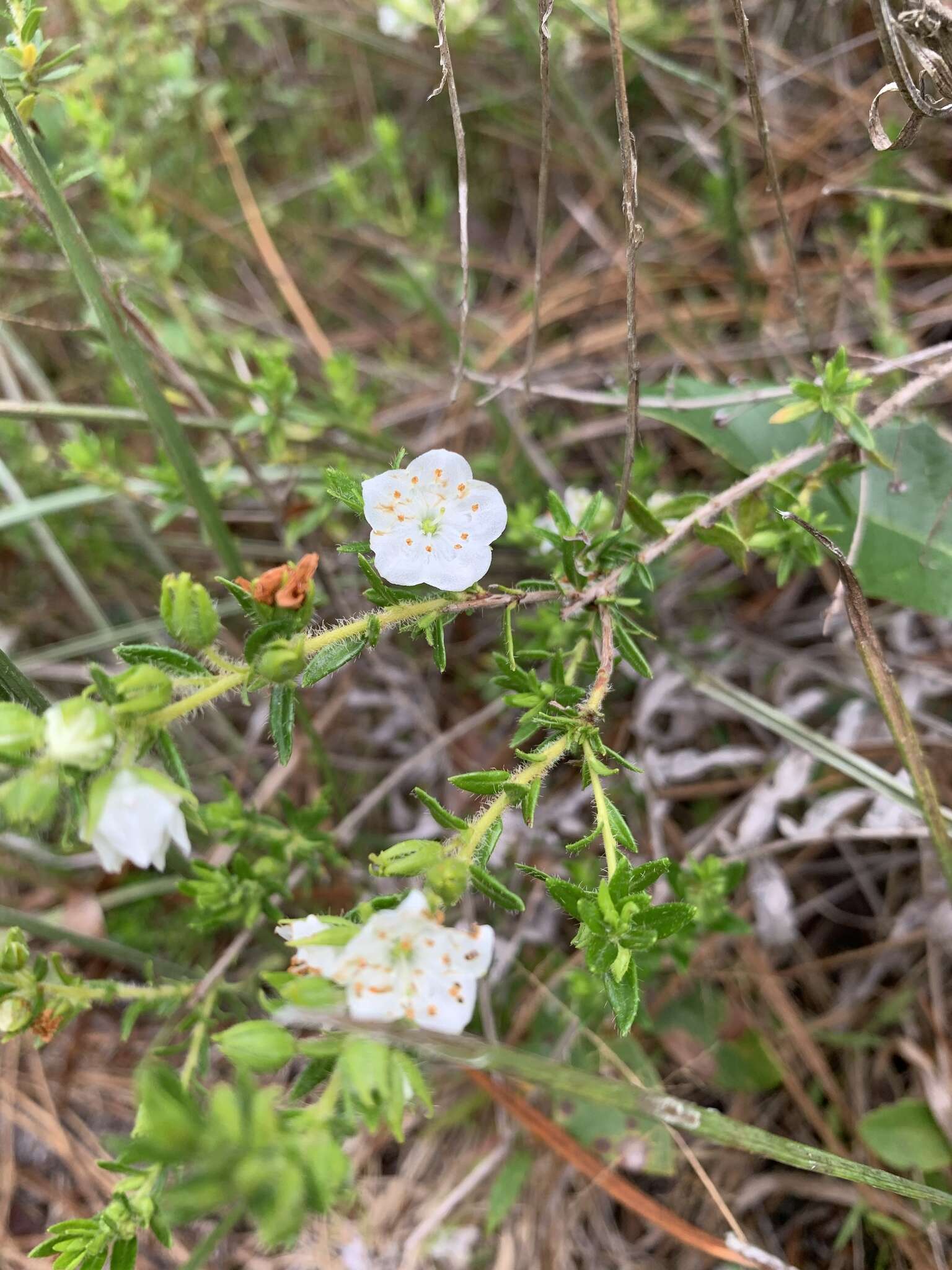 Image of hairy laurel