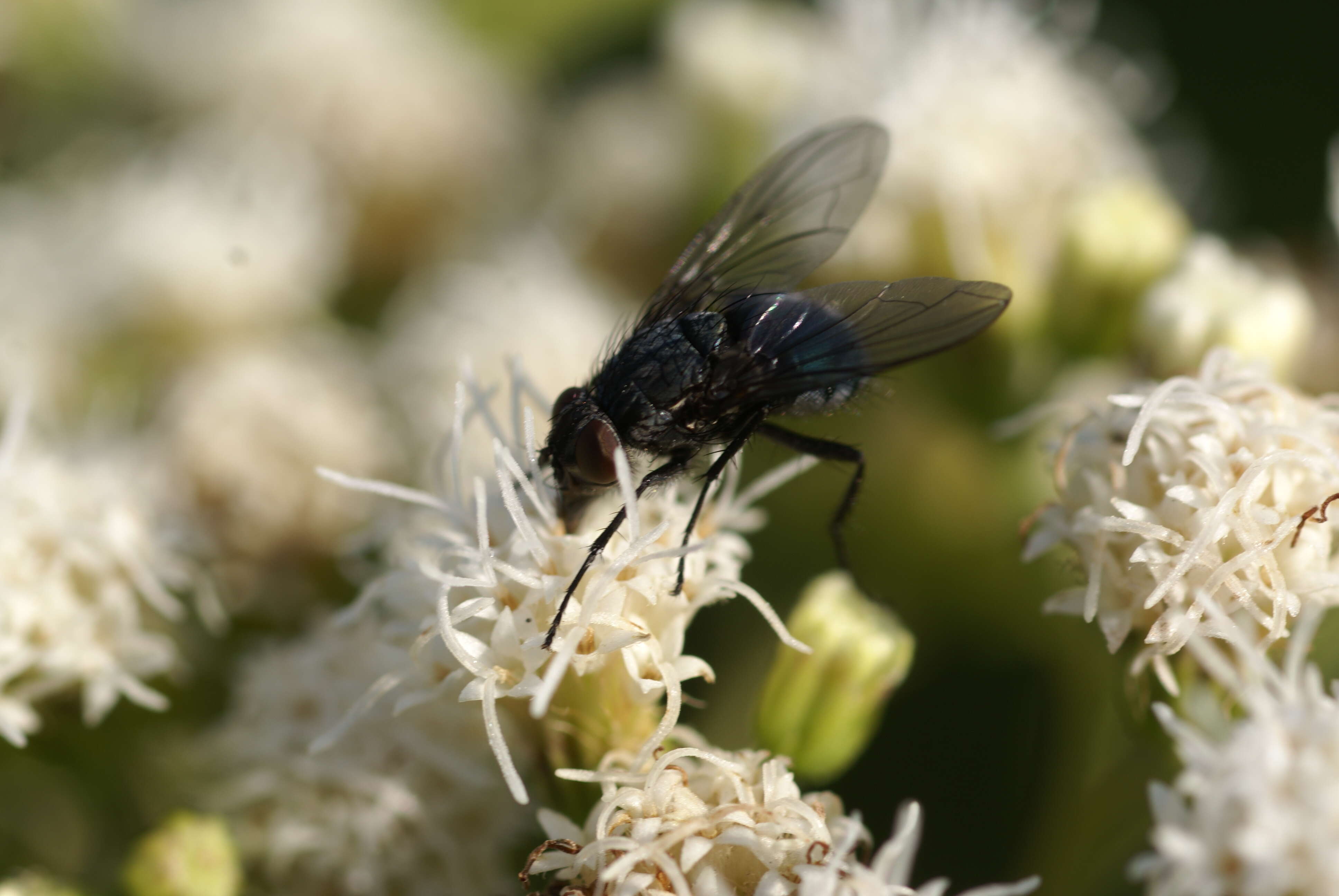 Image of white snakeroot