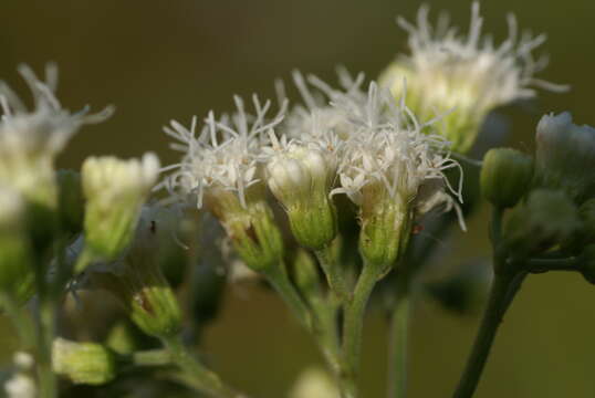 Image of white snakeroot