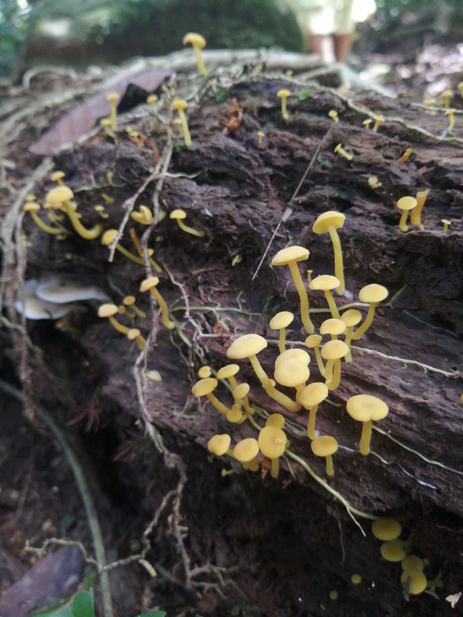 Image of Tricholomopsis aurea (Beeli) Desjardin & B. A. Perry 2017