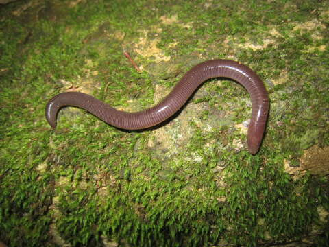 Image of Chengalam Caecilian