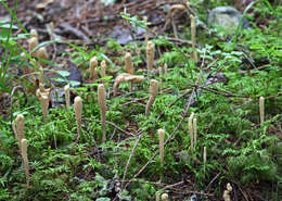 صورة Clavariadelphus ligula (Schaeff.) Donk 1933