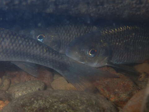 Image of Taiwan Shoveljaw Carp