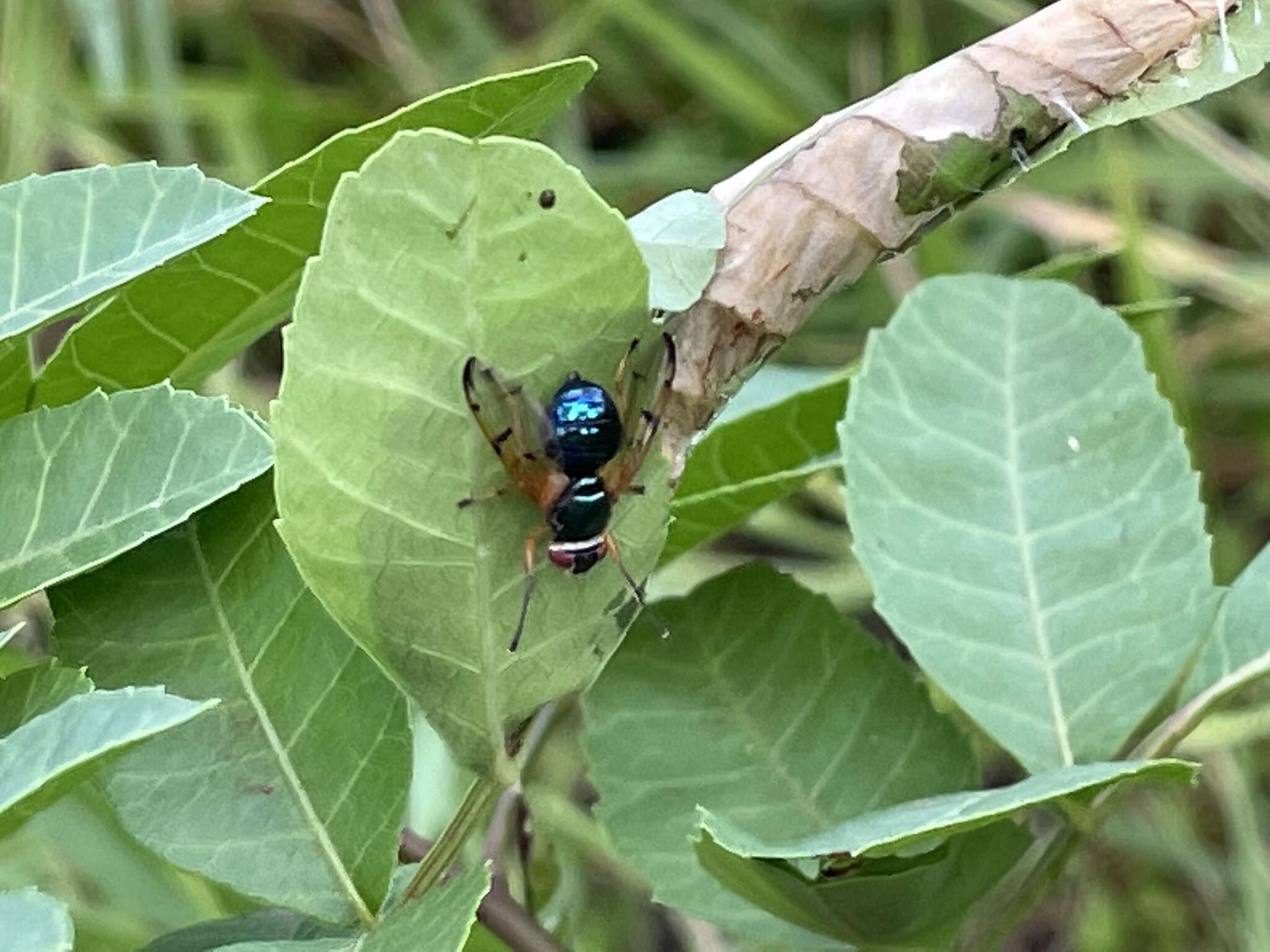 Sivun Lamprogaster imperialis McAlpine 1973 kuva