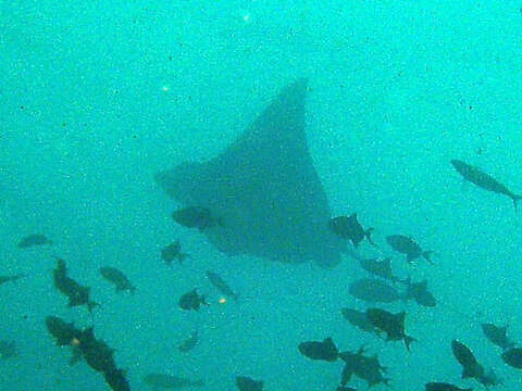 Image of Ocellated Eagle Ray