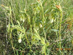 Image of Onosma simplicissima