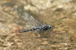 Image of Riffle Darner