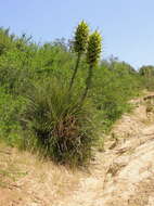 Image of Chilean Puya