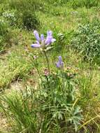 صورة Triteleia grandiflora Lindl.