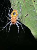 Image of Eriophora nephiloides (O. Pickard-Cambridge 1889)