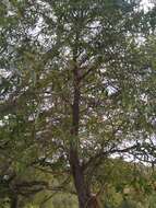 Image of Bonpland willow