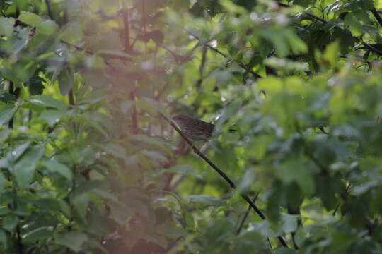 Image of Lanceolated Warbler